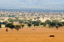 African elephant (Loxodonta africana) in grasslands of Kidepo National Park, Uganda, East Africa