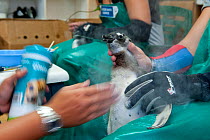 Black footed penguin (Spheniscus demersus) being treated with a dust that kills insects, part of rehabilitation at Southern African Foundation for the Conservation of Coastal Birds (SANCCOB) Cape Town...