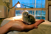 Hartlaub's Gull (Chroicocephalus hartlaubii) chick being cared for by Southern African Foundation for the Conservation of Coastal Birds (SANCCOB), Cape Town, South Africa