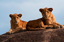 African lion (Panthero leo) cubs resting on rock, Kidepo National Park, Uganda, East Africa