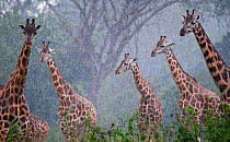 Rothschild's giraffe (Giraffa camelopardalis rothschildi), Murchison Falls National Park, Uganda, East Africa.  Murchison Falls National Park hosts the only remaining naturally occurring population of...