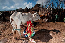 An orma woman milks a cow, part of pastoralist tribe living in Tana River delta, Kenya, East Africa 2010