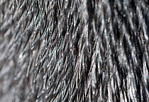 Black footed penguin (Spheniscus demersus) close up of oil coated feathers, in rehabilitation at Southern African Foundation for the Conservation of Coastal Birds (SANCCOB) Cape Town, South Africa