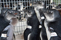 Black footed penguins (Spheniscus demersus) tagged and in rehabilitation at Southern African Foundation for the Conservation of Coastal Birds (SANCCOB) Cape Town, South Africa
