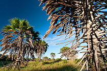 Doum palm (Hyphaene compressa) growing in Tana River delta, Kenya, East Africa