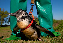 Black footed penguin (Spheniscus demersus) this penguin has a deformed back and cannot walk without assistance. Staff exercise 'Twinkles' with a harness and lead in rehabilitation at Southern African...