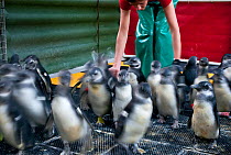Black footed penguins (Spheniscus demersus) being encouraged to move from pen to swimming pool, part of rehabilitation at Southern African Foundation for the Conservation of Coastal Birds (SANCCOB) Ca...