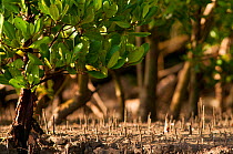 Mangroves (Sonneratia alba), indigenous to East Africa, Tana River Delta, Kenya, East Africa
