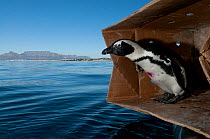 Black footed penguin (Spheniscus demersus) about to be released at sea near Robben Island in Table Bay, after rehabilitation at Southern African Foundation for the Conservation of Coastal Birds (SANCC...