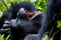 Mountain gorilla (Gorilla beringei) resting on back yawning, Bwindi Impenetrable Forest, Uganda, East Africa