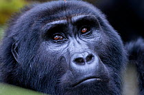 Mountain gorilla portrait (Gorilla gorilla), Bwindi Impenetrable Forest, Uganda, East Africa