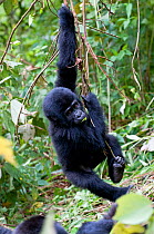 Mountain gorilla (Gorilla gorilla) juvenile swinging from branch, Bwindi Impenetrable Forest, Uganda, East Africa