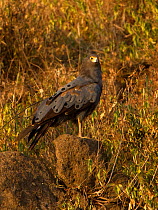African harrier-hawk (Polyboroides typus) perched on a rock. Ngorongoro Crater, Tanzania.