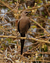 Ashy starling (Lamprotornis unicolor) perched in  thorn tree. Tarangire  NP, Tanzania.