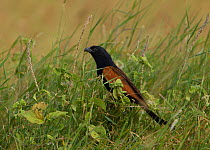 Black Coucal (Centropus grillii) in tall grass. Arusha National Park, Tanzania.