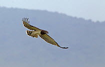 Black-chested Snake Eagle (Circaetus pectoralis) in flight with snake in beak. Ngorongoro Crater, Tanzania.