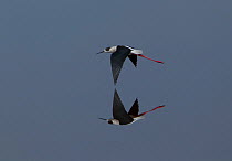 Black-winged / Pied stilt  (Himantopus himantopus) flying low over Lake Magadi, Serengeti, Tanzania.
