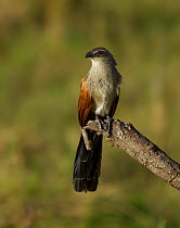 White browed Coucal (Centropus superciliosus) perched on a broken branch. Arusha National Park, Tanzania.