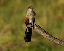 White browed Coucal (Centropus superciliosus)  perched on a dead branch. Arusha National Park, Tanzania.