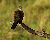 White browed Coucal (Centropus superciliosus)  puffed up after preening. Arusha National Park, Tanzania.