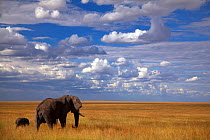 Elephant (Loxodonta africana) mother and baby on plains. Serengeti, Tanzania.