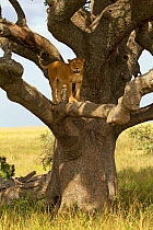 Lioness (Panthera leo) standing in a Sausage Tree (Kigalia africana) branch. Serengeti, Tanzania.