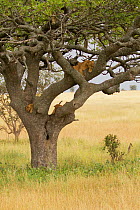 Lioness (Panthera leo) and two cubs resting in a Sausage Tree (Kigalia africana). Serengeti, Tanzania