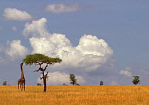 Maasai Giraffe (Giraffa camelopardalis) feeding on Acacia tree, Serengeti, Tanzania