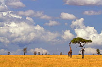Maasai Giraffe (Giraffa camelopardalis tippelskirchi) feeding on  Acacia tree, Serengeti, Tanzania