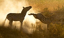 Plains Zebra (Equus quagga) in a dominance fight with dust flying, Lake Magadi, Serengeti, Tanzania.