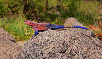 Red-headed Rock Agama (Agama agama) sunning  on a rock. The tip of its tail appears to be  regenerating. Naabi Hill, Serengeti, Tanzania.