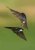 Tree Swallows (Tachycineta bicolor) in flight. Aurora, Colorado, USA.