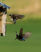 Tree Swallows (Tachycineta bicolor) in flight as one enters, and another leaves the nest box. Aurora, Colorado, USA.