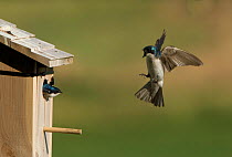 Tree Swallow (Tachycineta bicolor) approaching  nest box calling to its mate. Aurora, Colorado, USA.