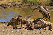 Ruppell's Griffon Vultures (Gyps rueppellii), on zebra carcass and in far left with two White-backed Vultures (Gyps africanus) at the front and back.  Serengeti, Tanzania.