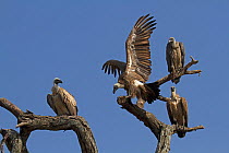 White-backed Vultures (Gyps africanus) perched in tree. Tarangire National Park, Tanzania.