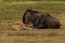 White-bearded Gnu / Wildebeest (Connochaetes taurinus) mother and sleeping calf. Ngorongoro Crater, Tanzania.