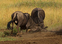 White-bearded Gnu / Wildebeest (Connochaetes taurinus) in a dominance fight on their knees with dust flying. Ngorongoro Crater, Tanzania.