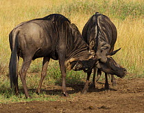 White-bearded Gnu / Wildebeest (Connochaetes taurinus) males assess their opponents prior to fighting. Ngorongoro Crater, Tanzania.