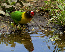 Yellow-collared lovebird /  Masked lovebird (Agapornis personatus) drinks at a pond. Tarangire, Tanzania.