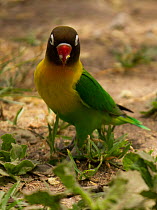 Yellow-collared lovebird /  Masked lovebird (Agapornis personatus) with food in its beak. Tarangire, Tanzania.