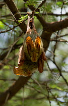 Yellow-winged Bat (Lavia frons) adult resting in tree with its youngster in the background. Tarangire National Park, Tanzania