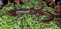 Long-tailed Clawed Salamander (Onychodactylus fischeri) on wet rock. Primorskiy Krai, Far East Russia.
