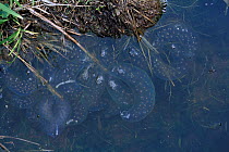 Spawn of Siberian Salamander (Salamandrella keyserlingii) in water. Primorskiy Krai, Far East Russia.