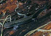 Siberian Salamander (Salamandrella keyserlingii). Primorskiy Krai, Far East Russia.