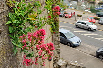 Flowering Red Valerian (Centranthus ruber) growing from drainage pipe in a retaining wall, with cars, buildings and Looe harbour in the background, Cornwall, UK, June 2012