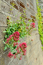 Flowering Red Valerian (Centranthus ruber) growing from drainage pipe in a retaining wall, Looe, Cornwall, UK, June