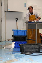 Adult Herring gull (Larus argentatus) looking for scraps in fish processing warehouse as fishmonger fillets fish, Looe, Cornwall, UK, June.