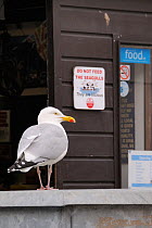Adult Herring gull (Larus argentatus) standing near entrance to fishmonger's shop near a 'Do not feed the Seagulls - They are Vicious' sign, Looe, Cornwall, UK, June