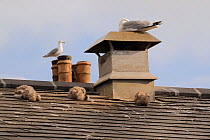 Three Herring gull chicks (Larus argentatus) sleeping on roof with their parents resting and standing on nearby chimneys, Looe, Cornwall, UK, June